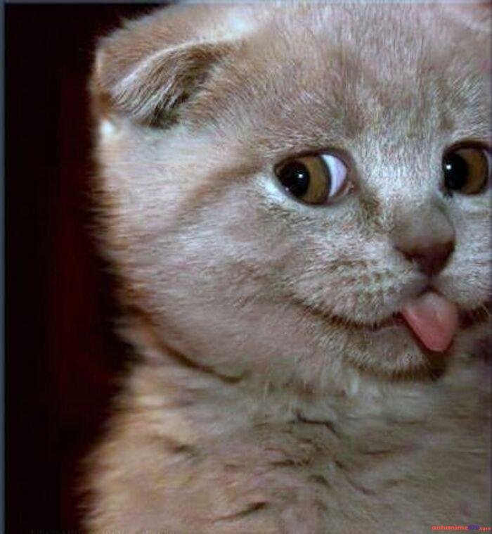 hình ảnh meme mlem