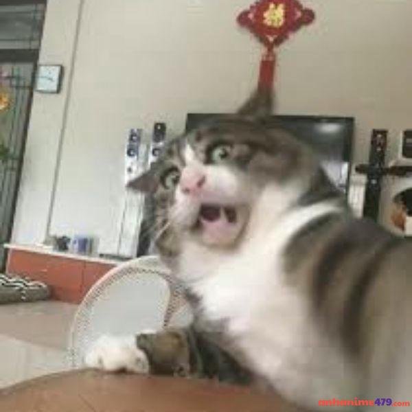 hình ảnh meme ngạc nhiên hài hước