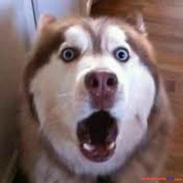 hình ảnh meme ngạc nhiên hài