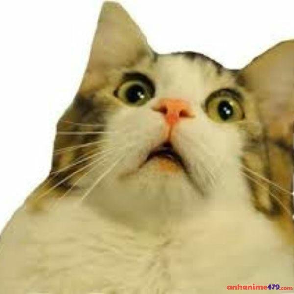 hình ảnh meme ngạc nhiên siêu bựa