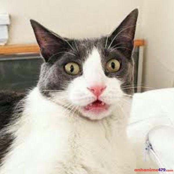 hình ảnh meme ngạc nhiên troll team