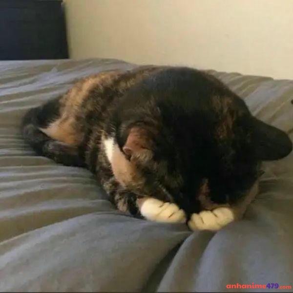 hình ảnh meme ngại troll team