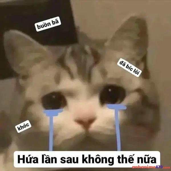 hình ảnh meme xin lỗi