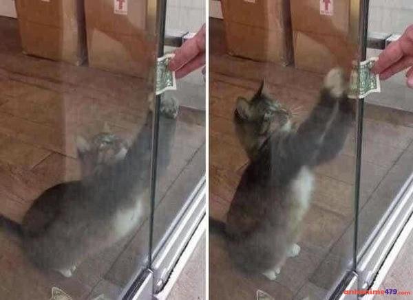 hình chế meme xin tiền vui nhộn 8k