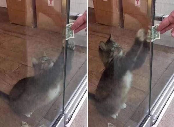 hình chế meme xin tiền vui nhộn 8k