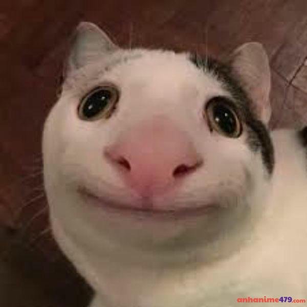 hình meme bất lực chế