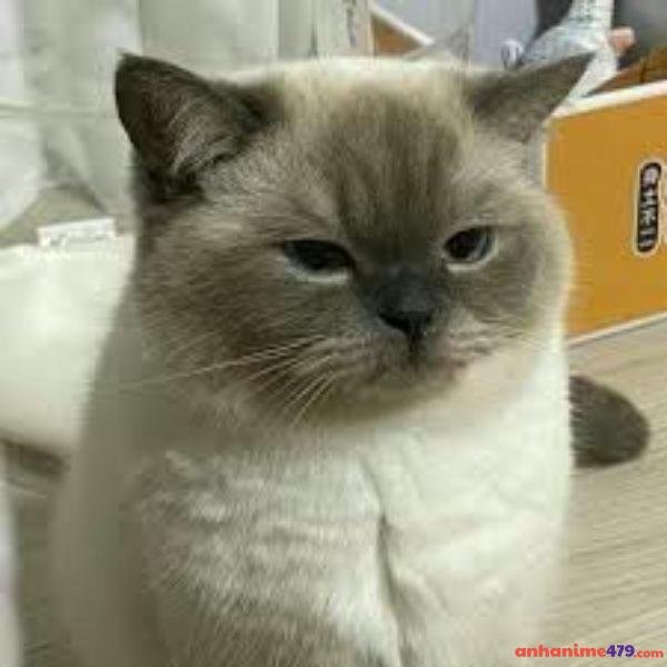 hình meme bất lực troll