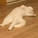 hình meme chán mèo