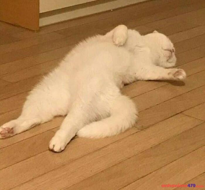 hình meme chán mèo