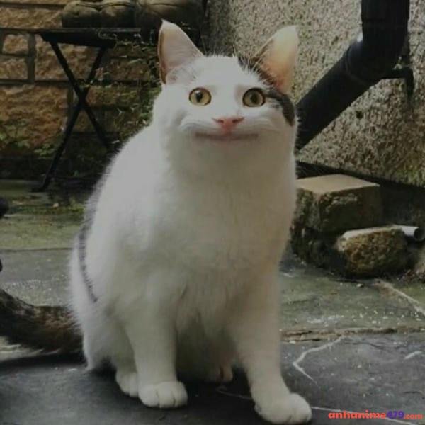 hình meme không hiểu bá đạo