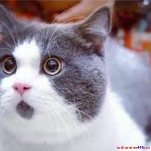 hình meme ngạc nhiên chế