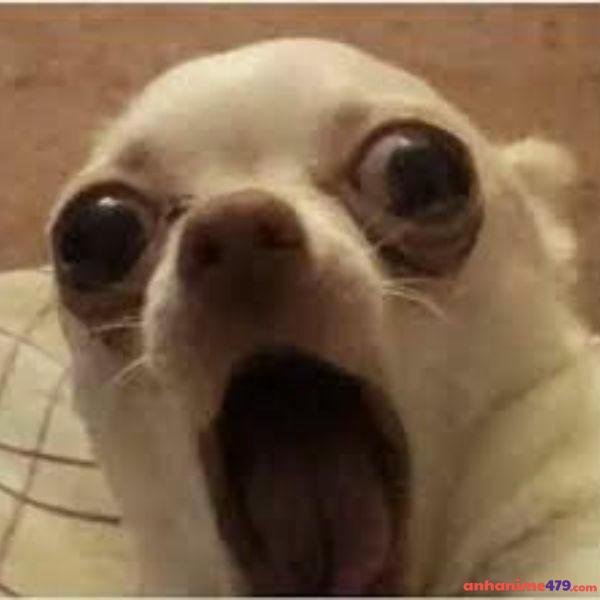 hình meme ngạc nhiên siêu hài