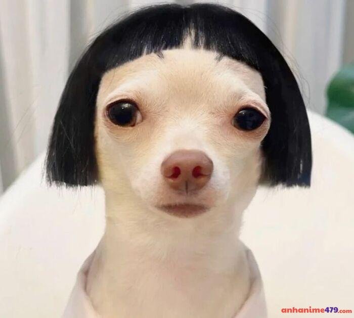 hình meme tóc ngắn chó