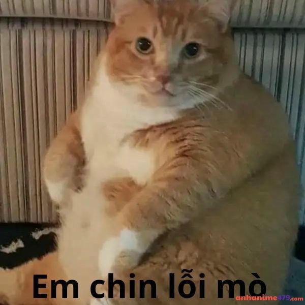 hình meme xin lỗi trolll