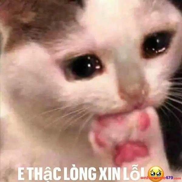 hình meme xin lỗi