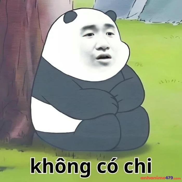 khong co chi meme gấu
