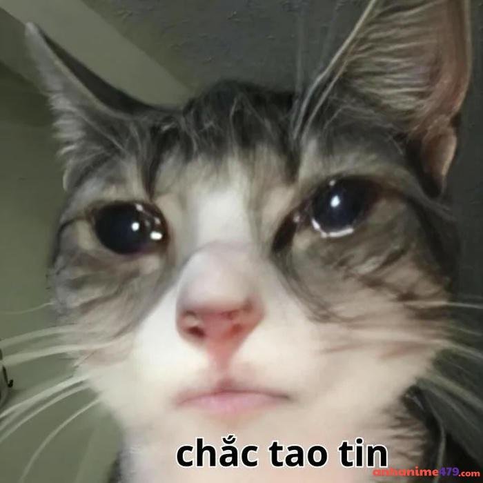 không có chi meme