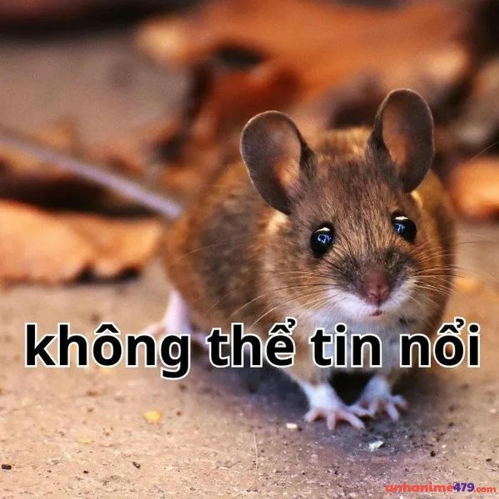 không thể tin nổi meme
