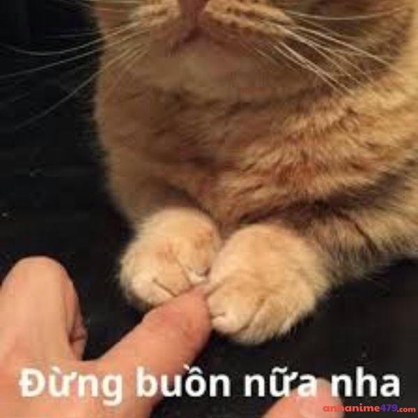 meme an ủi đừng buồn nữa