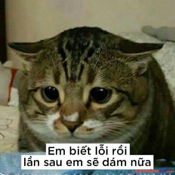 meme an ủi mèo con