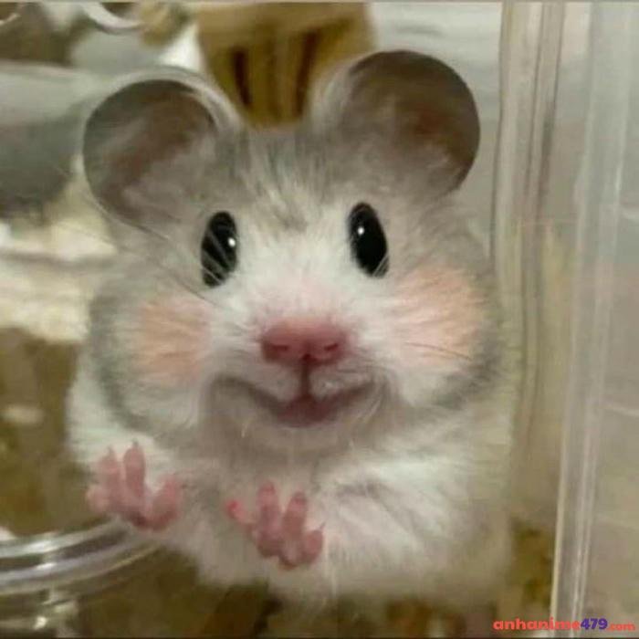 meme bất ngờ barbie chuột