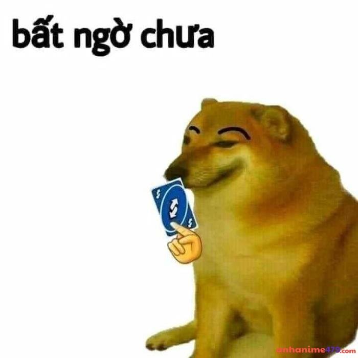 meme bất ngờ dog