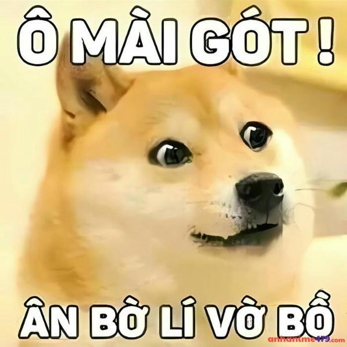 meme bất ngờ shiba