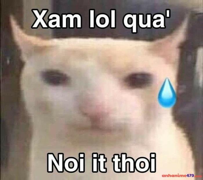 meme bình tĩnh ảnh mèo