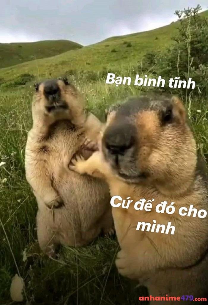 meme bình tĩnh capybara