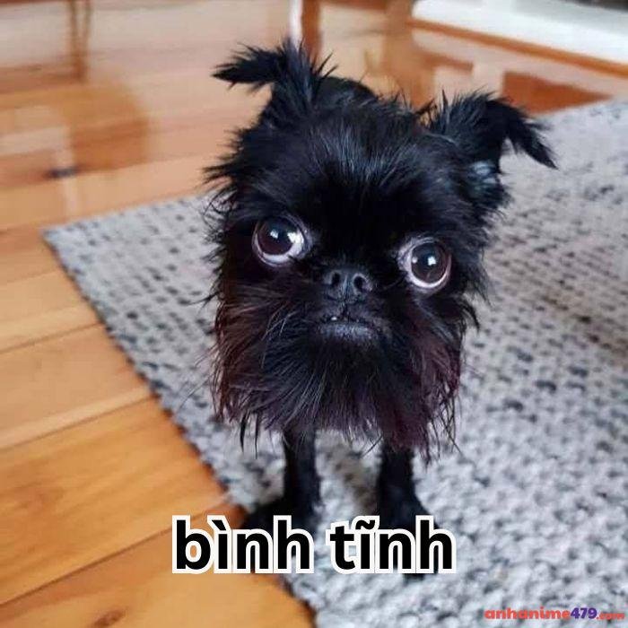 meme bình tĩnh hình