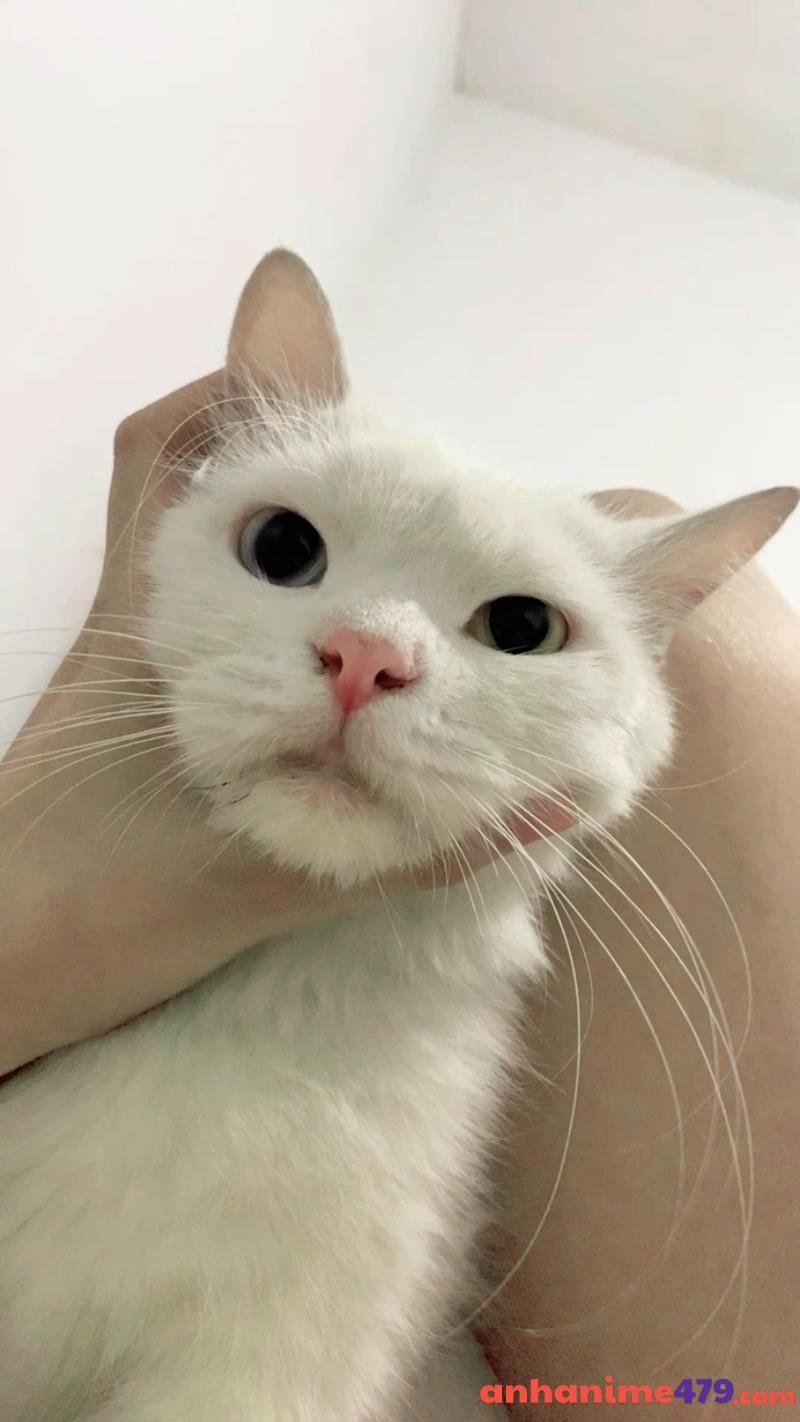 meme bóp cổ đáng yêu