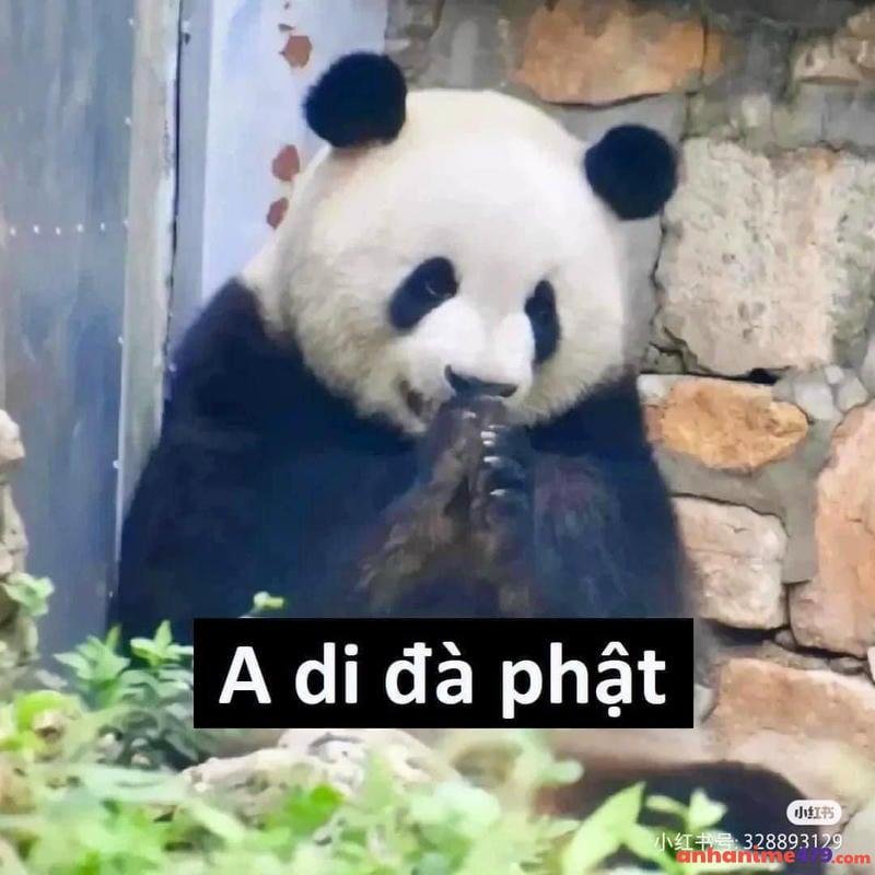 meme bựa a di