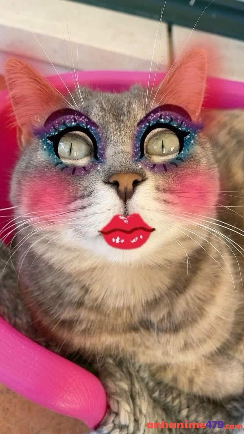 meme bựa mèo điệu