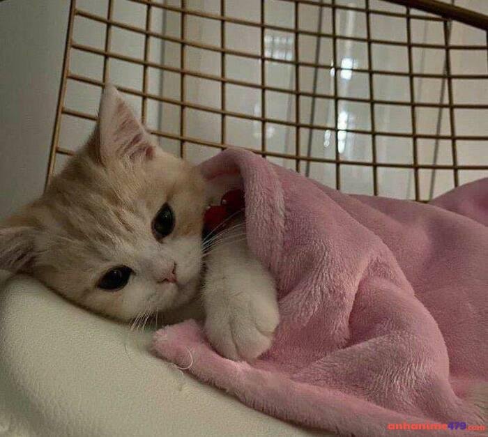 meme buồn ngủ ảnh