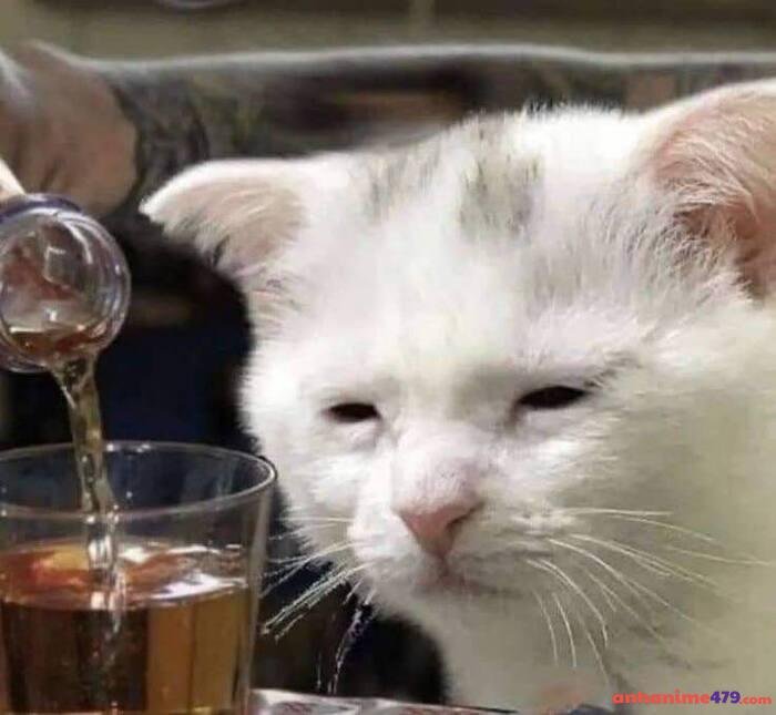 meme buồn ngủ hình ảnh