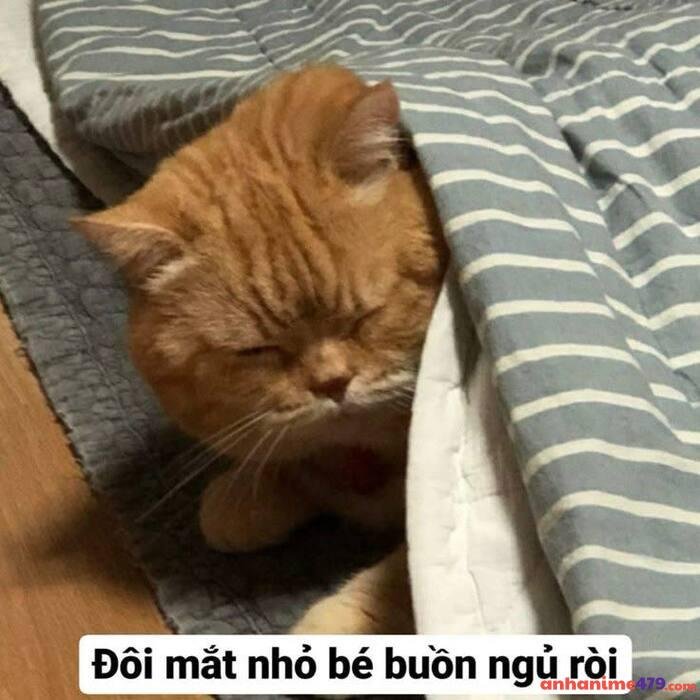 meme buồn ngủ mèo con