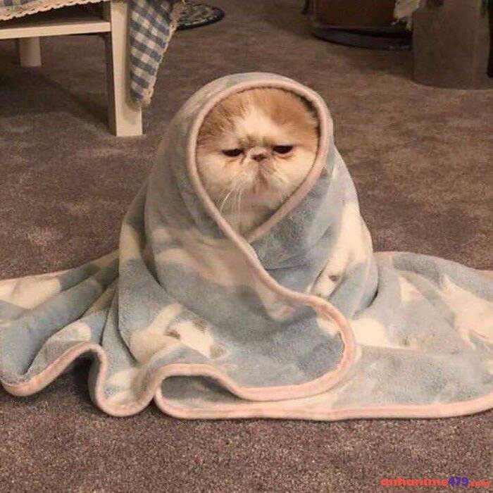 meme buồn ngủ mèo