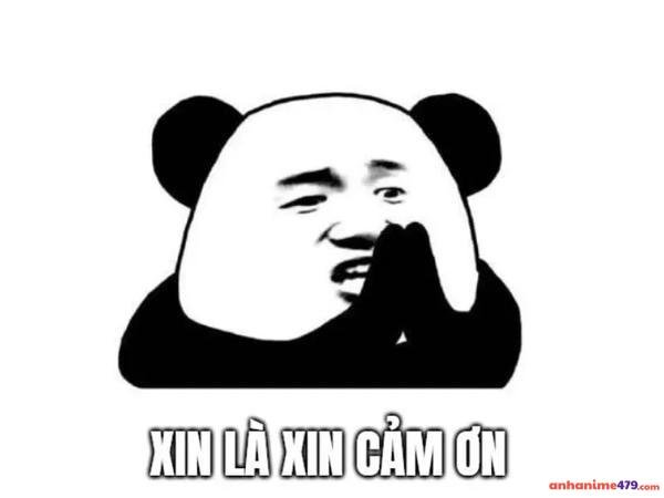 meme cảm ơn gấu