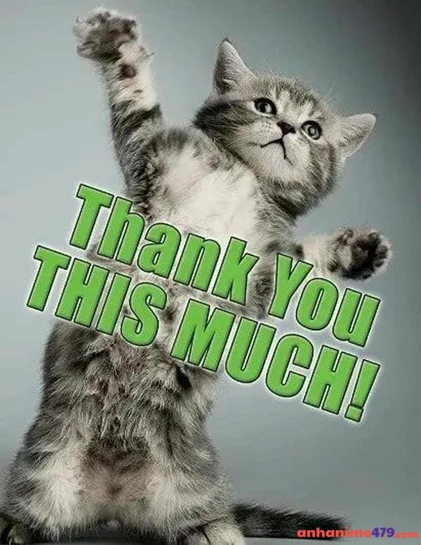 meme cảm ơn mèo đen
