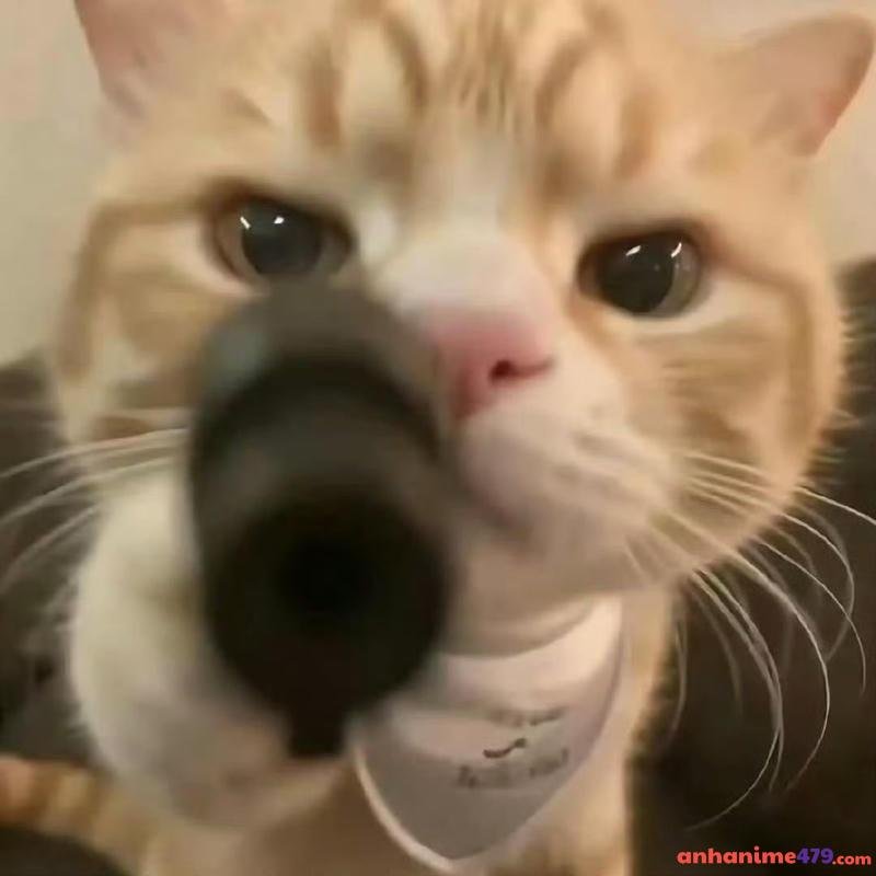 meme cầm súng hài bựa