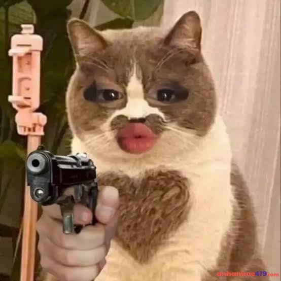 meme cầm súng mèo