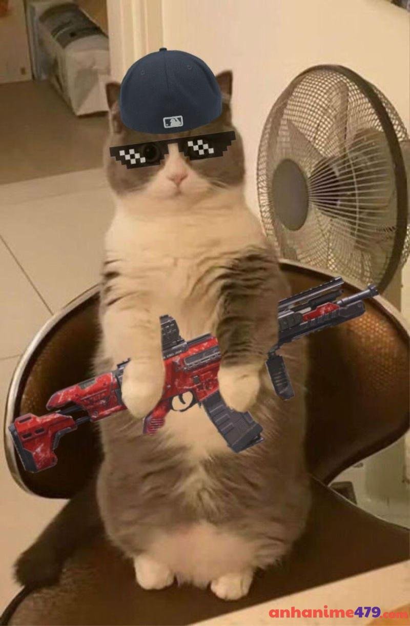 meme cầm súng meo