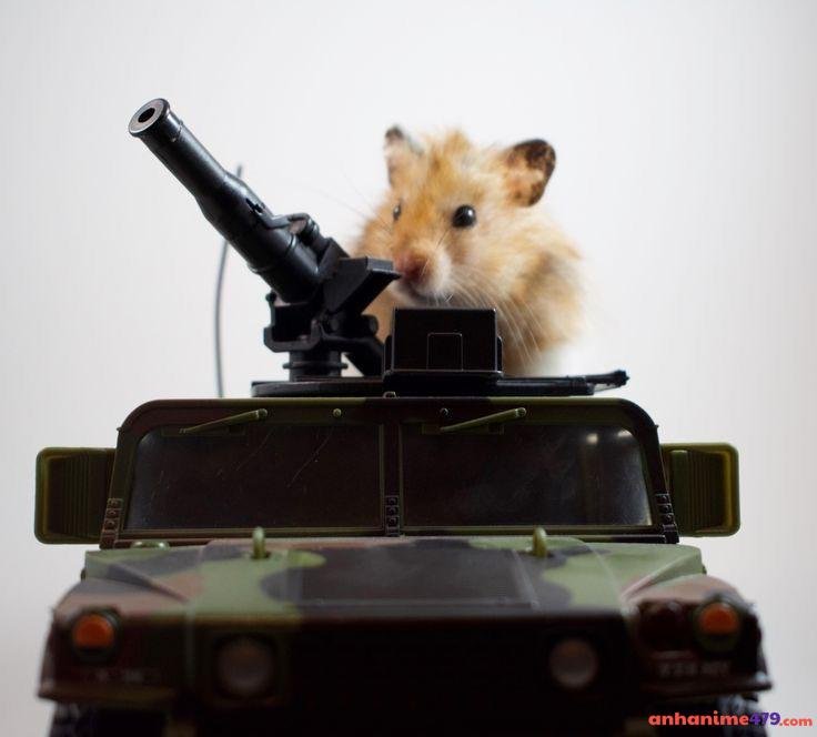 meme cầm súng pùm