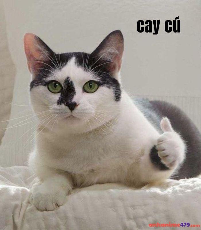 meme cay cú chế