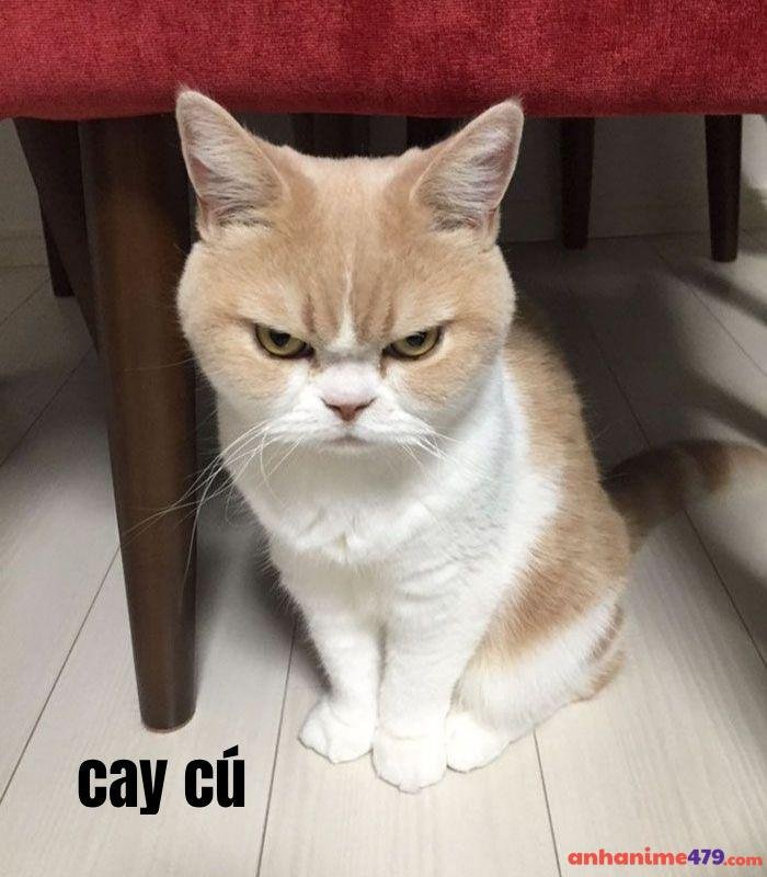 meme cay cú con mèo