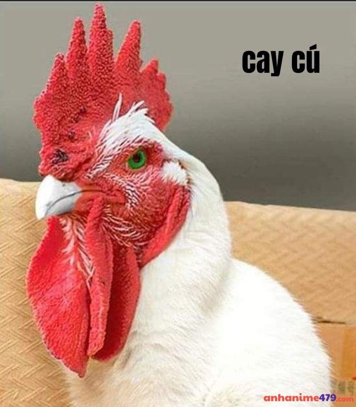 meme cay cú gà