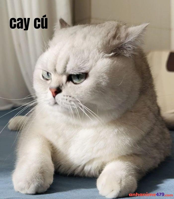 meme cay cú mèo bựa