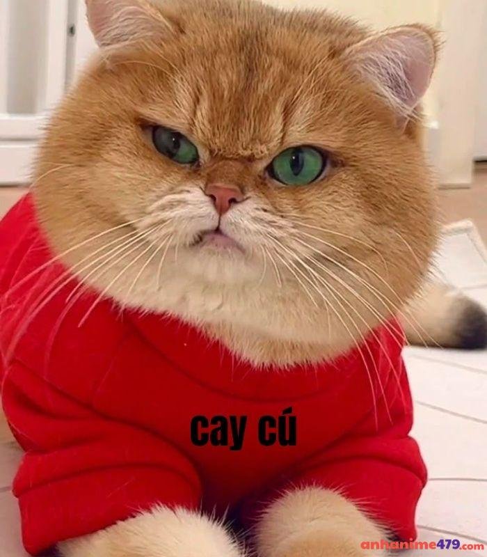 meme cay cú mèo hài