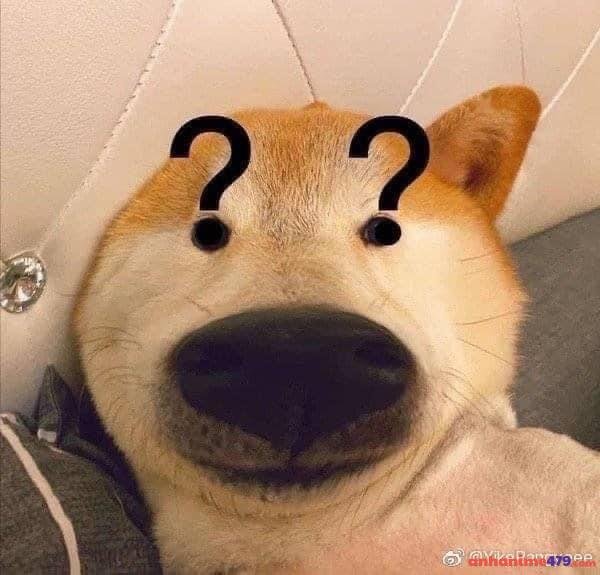 meme chấm hỏi chó