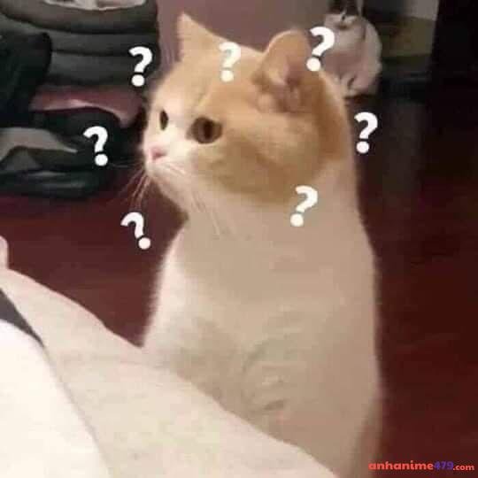 meme chấm hỏi mèo